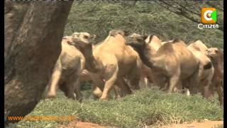 12 Killed in Samburu Cattle Raid [upl. by Camilla]