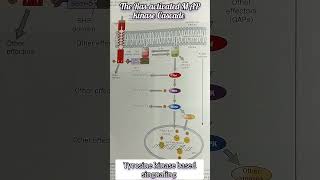 Tyrosine kinase based signaling  Ras activated MAP kinase cascade mbbs bams bds mpharmacy [upl. by Ragg917]