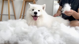 Brushing a samoyed for 3 hours straight [upl. by Harms616]