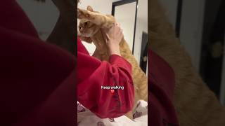 My sleepyhead catshorts catboy catoftheday gingercats catlover catlife catvideos catfunny [upl. by Ramsden]