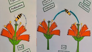 Pollination of a flower [upl. by Irtimed]