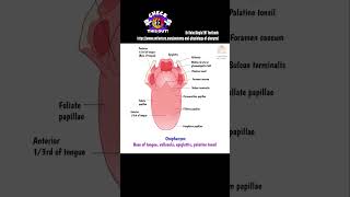 Anatomy of Pharynx  Read more Link in description  Dr Rahul Bagla Teaching ENT [upl. by Matelda151]