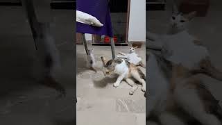 Paralyzed Cat shortvideo shortsviral cat kittten catlover [upl. by Nerte]