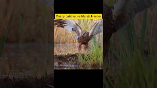 Oystercatcher vs Marsh Harrier hewan [upl. by Euqinemod]