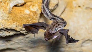 Increíble Serpiente Cazando Murciélagos Volando En La Noche Serpiente Cazando Murciélagos En Cueva [upl. by Panayiotis]