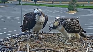 The remarkable summer of Iris the osprey comes to a close [upl. by Eimmas]