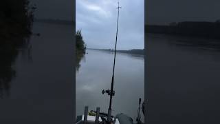 Heftiger Live Biss im Morgengrauen😱 ANGLER TAGEBUCH 156 fishing catfish welsangeln shorts [upl. by Cassady]