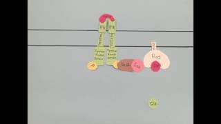 RTK Signaling Pathway Stop Motion Video [upl. by Ahsikam]