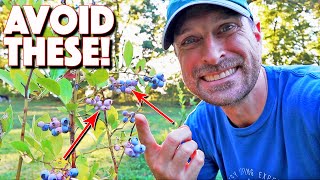 Health Benefits of Blueberries Wild Vs Cultivated [upl. by Grubb]