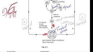 Haploid amp diploid life cycle fungi solved p4 [upl. by Coulombe]