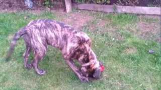 Bailey the Bullmastiff  6 months give or take a bit [upl. by Edra]