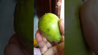 Gova🌴👌🤠🍏🥝🍈🍐 please subscribe 🙏👍🙏 like [upl. by Wittie505]