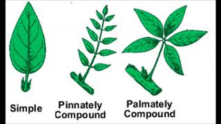 Plant identification with Dichotomous key practice [upl. by Eledoya539]