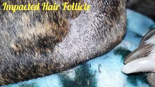 Impacted Hair Follicle Cleaning On my Pitbull Herc [upl. by Blim]