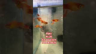 platy available aquariumshop platy redplaty balooplaty redbaloonplaty sunsetplaty [upl. by Yenahpets657]