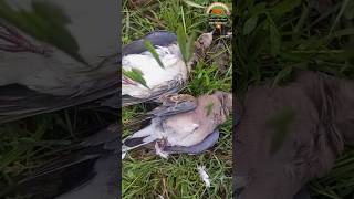 Dove Hunting In Pakistan 2024Shikar Hi Shikar shorts haroonkhanhunter animals birds russia [upl. by Nyladnar]