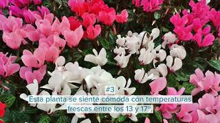 Cuidados básicos cyclamen o violeta persa  Infojardinería [upl. by Beaufert546]