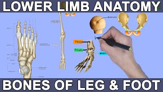 Lower Limb Anatomy  Bones and Joints [upl. by Enar155]