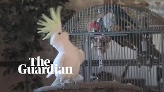 Scientists discover Snowball the cockatoo has 14 distinct dance moves [upl. by Eninej]