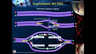 Citologia  Lezione 17 Duplicazione del DNA [upl. by Kedezihclem618]