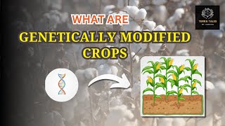 Understanding Genetically Modified Crops  Terra Tales by Varsha [upl. by Jalbert]