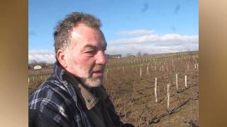 La taille de la vigne en Beaujolais [upl. by Aket]