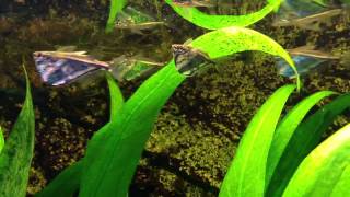 Marbled Hatchetfish Carnegiella strigata [upl. by Reneta]