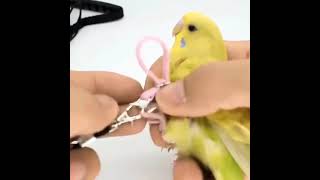 Bird Harness and Leash Adjustable Flying Anti bite Training Rope for Parrots  iTrenDeecom [upl. by Cyn]