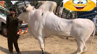 domail mandi 2024 latest update malik ki mahnat zaya 😭 cow mandi 2024 Bakra Eid 2024 [upl. by Falk646]