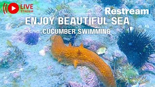 SATISFYING SEA CUCUMBER 🦐SWIMMING [upl. by Ennayt]