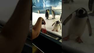 Gentoo Penguin Interaction Part 1 [upl. by Ynoep]