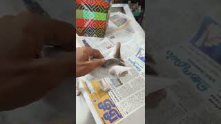 Kitten came for diarrhoea treatment at passion pets 🐕 madurai 9360428773 [upl. by Adolfo]