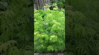 Lemony Lace® Elderberry Sambucus [upl. by Lizabeth]