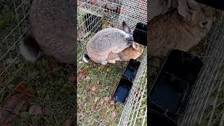 Влюбился rabbitfood bunny rabbitry animals rabbit cute cuteanimals rabbitfarming кролики [upl. by Anyaj]