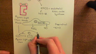 Type 1 Activation of Endothelial Cells Part 8 [upl. by Auohp486]