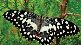 Lime butterfly Papilio demoleus [upl. by Morette167]