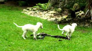 Borzoi Puppies Playing [upl. by Benetta]