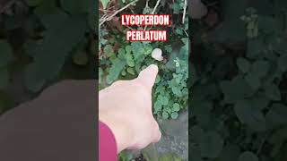 LYCOPERDON PERLATUM shorts [upl. by Daryle834]