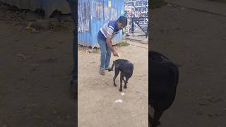 Medicine for injuriesdogs doglover streetdogsofindia streetdogshelp [upl. by Eseilenna]