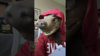 Asmr with Ollie the German shepherdmy new Dino mask [upl. by Denton]