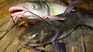 How to catch catfish  How to cook catfish  How to clean catfish [upl. by Natsirc]