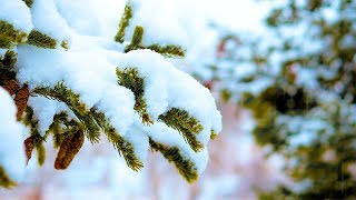 Calming Piano Music with Soft Falling Snow Sounds Sleep Music Beautiful Music Stress Relief [upl. by Nichole]