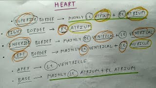 Heart External Feature  3 Border Apex Base  TCML [upl. by Fredel]