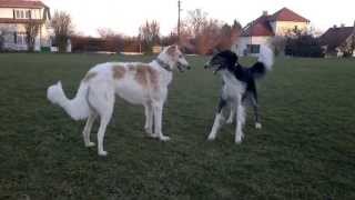 Borzois AerampToy  dancing and playing with great danes [upl. by Reyam206]