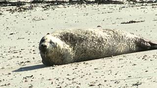 Zeehond houdt visser gezelschap op Maasvlakte [upl. by Mercier]