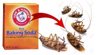 DIY Natural Cockroach Killer using Baking Soda [upl. by Renell]