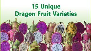 15 Unique Dragon Fruit varieties you might want grow in your garden or farm  Part 1 [upl. by Lenroc599]