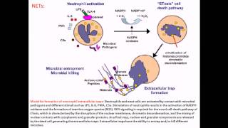 Streptococcus pyogenes infection and disease [upl. by Horst]