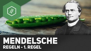 1 Mendelsche Regel  Uniformitätsregel [upl. by Megen]