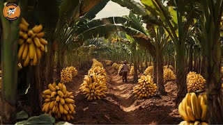 In the past the fields produced 95 million tons of bananas in China  Banana cultivation [upl. by Slrahc]